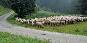 Schafherde
