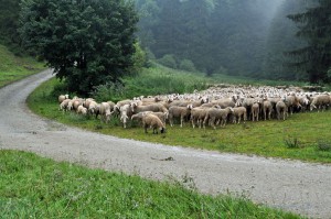 Schafherde