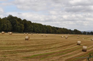 Feld