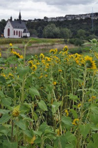 Sonnenblumen auf Niederwerth