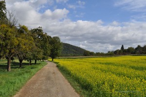 Wanderweg auf den Lahnhöhen