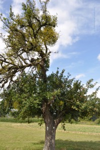 Einsamer Obstbaum