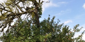 Einsamer Obstbaum