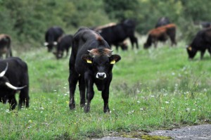 Heckrinder auf der Horchheimer Höhe