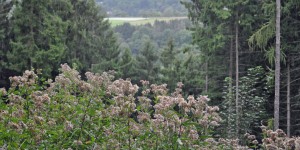 Landschaft bei Bad Ems