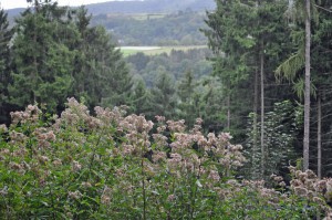 Landschaft bei Bad Ems