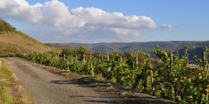 Wandern an den Rebstöcken entlang