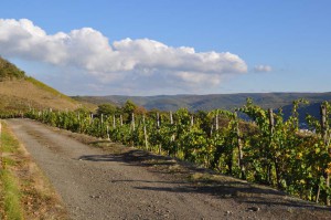Wandern an den Rebstöcken entlang
