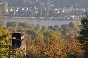 Rhein bei Rhens