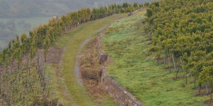 Wanderweg zwischen den Weinbergen