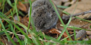 Maus am Wegesrand