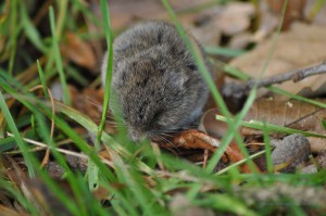 Maus am Wegesrand