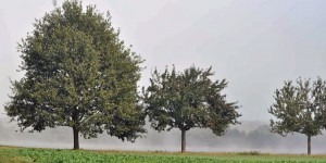 Landschaft auf den Moselhöhen