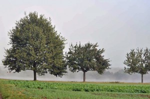 Landschaft auf den Moselhöhen