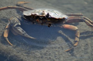Lebende Krabbe