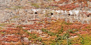 Wilder Wein an der Burgmauer
