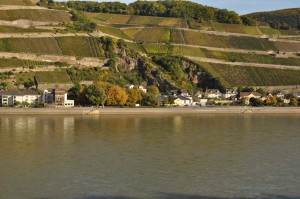 Wein am Rhein