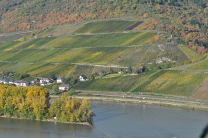 Wein am Rhein