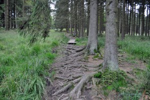 Wurzeliger Pfad