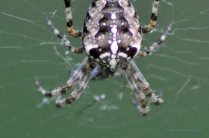 Spinne