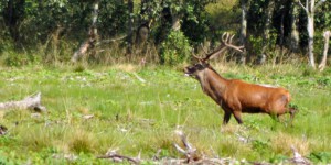 Hirsch in freier Wildbahn