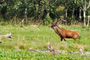 Hirsch in freier Wildbahn