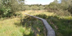 Holzstege im Venn