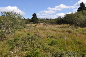 Vennlandschaft