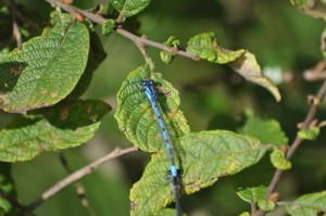 Libelle