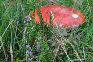 Fliegenpilz