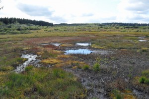 Palsenlandschaft