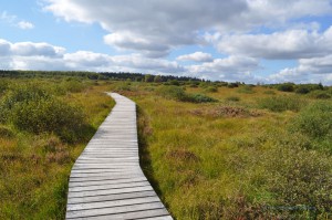 Wandern durch das Venn