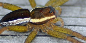 Gerandete Jagdspinne