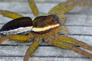 Gerandete Jagdspinne