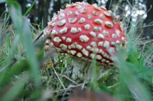 Fliegenpilz