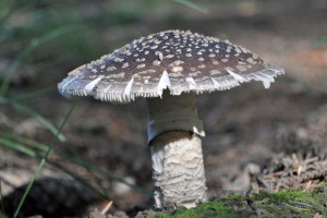 Königsfliegenpilz
