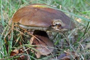 Butterröhrling
