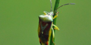 Orthotylus Flavinervis