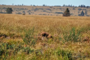 Vennlandschaft