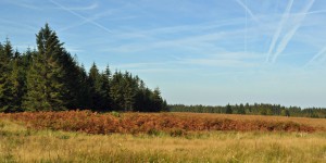 Hohes Venn in Belgien