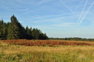 Hohes Venn in Belgien