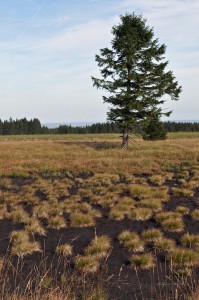 Moorlandschaft