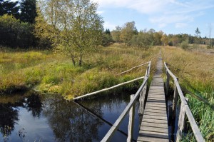 Wanderweg durch das Venn