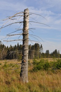 Toter Baum