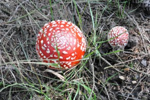 Fliegenpilz