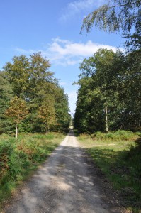 Wanderweg durch den Wald