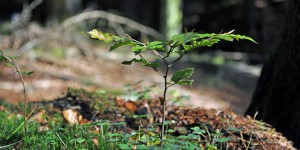 Sehr junger Baum