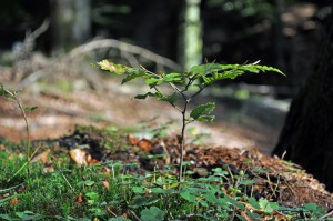 Sehr junger Baum