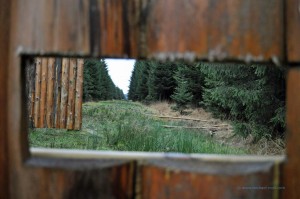 Wildbeobachtung