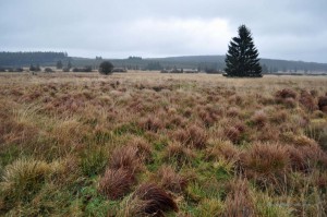 Vennlandschaft